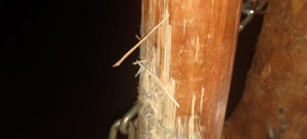 Homens armados tentam invadir aldeia onde vive o cacique Raoni