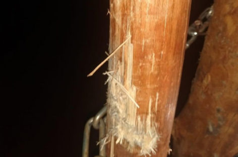 Homens armados tentam invadir aldeia onde vive o cacique Raoni