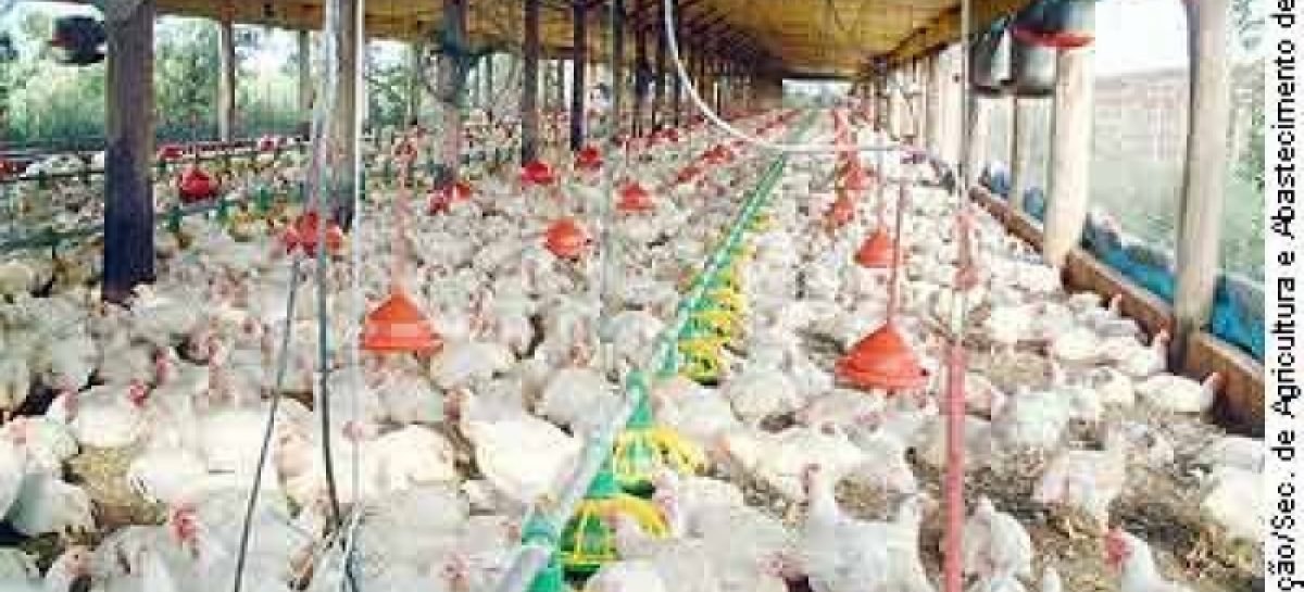 China relata 1º caso no mundo de gripe aviária H10N3 em humanos