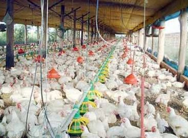 China relata 1º caso no mundo de gripe aviária H10N3 em humanos