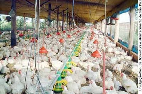 China relata 1º caso no mundo de gripe aviária H10N3 em humanos