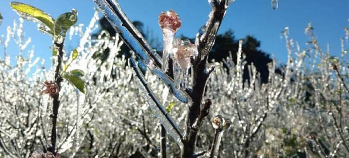 Com geadas, consumo de alimentos no país que já estava em queda, vai cair ainda mais