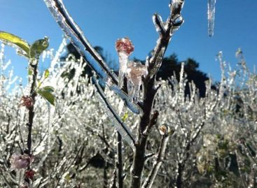 Com geadas, consumo de alimentos no país que já estava em queda, vai cair ainda mais