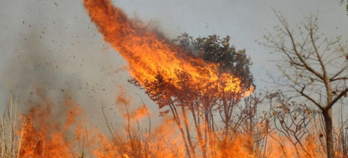 Na Conferência do clima, Brasil vai mentir sobre proteção ambiental no país