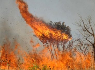 Na Conferência do clima, Brasil vai mentir sobre proteção ambiental no país