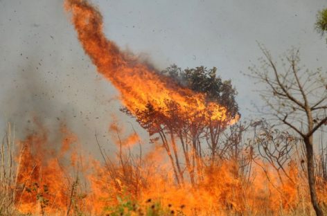 Na Conferência do clima, Brasil vai mentir sobre proteção ambiental no país
