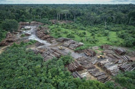 360 km² da floresta Amazônica foram desmatadas só em janeiro de 2022